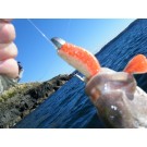 Chomp Fish May 12 007